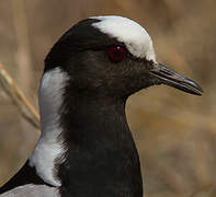 Blacksmith Lapwing