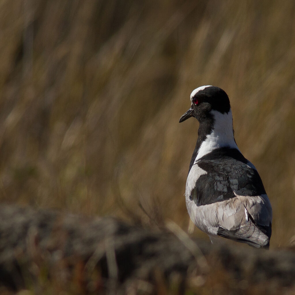 Blacksmith Lapwing