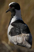 Blacksmith Lapwing