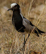 Blacksmith Lapwing