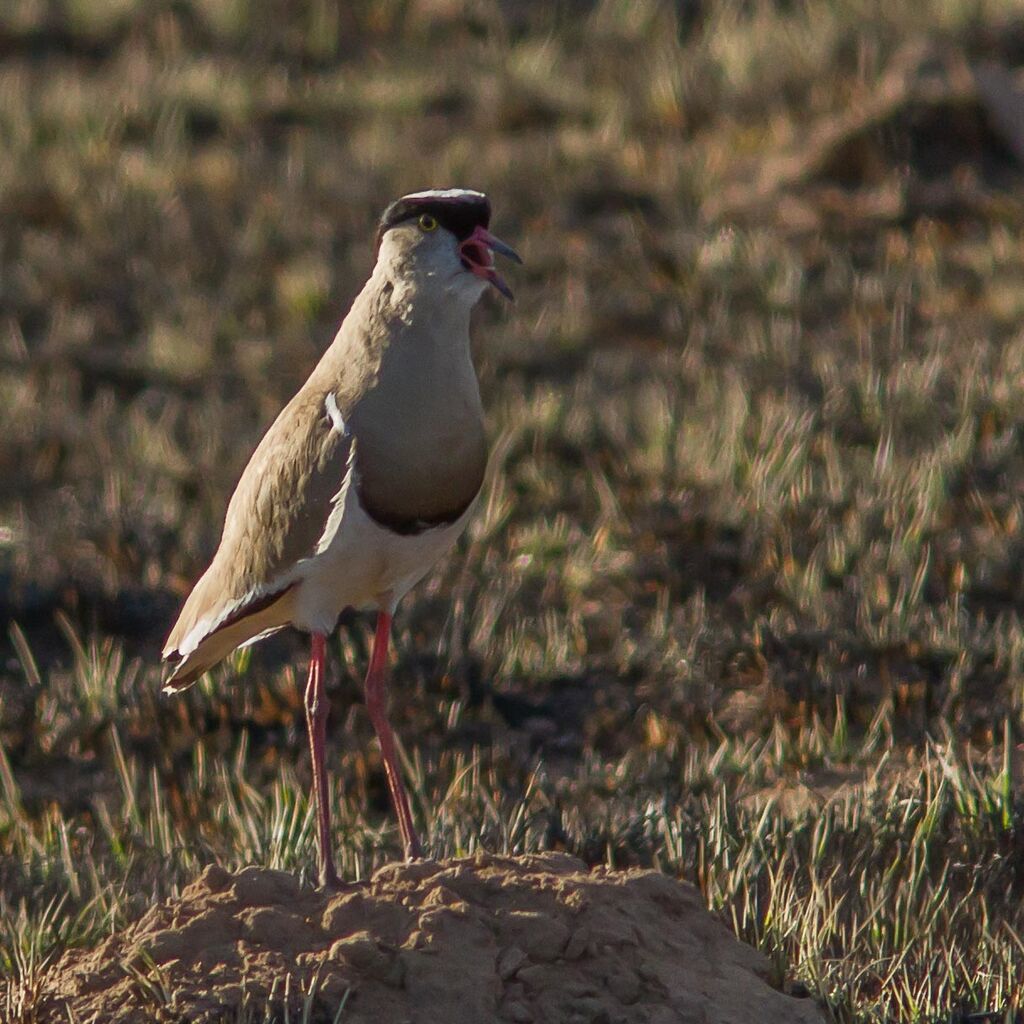 Crowned Lapwing