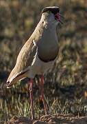 Crowned Lapwing