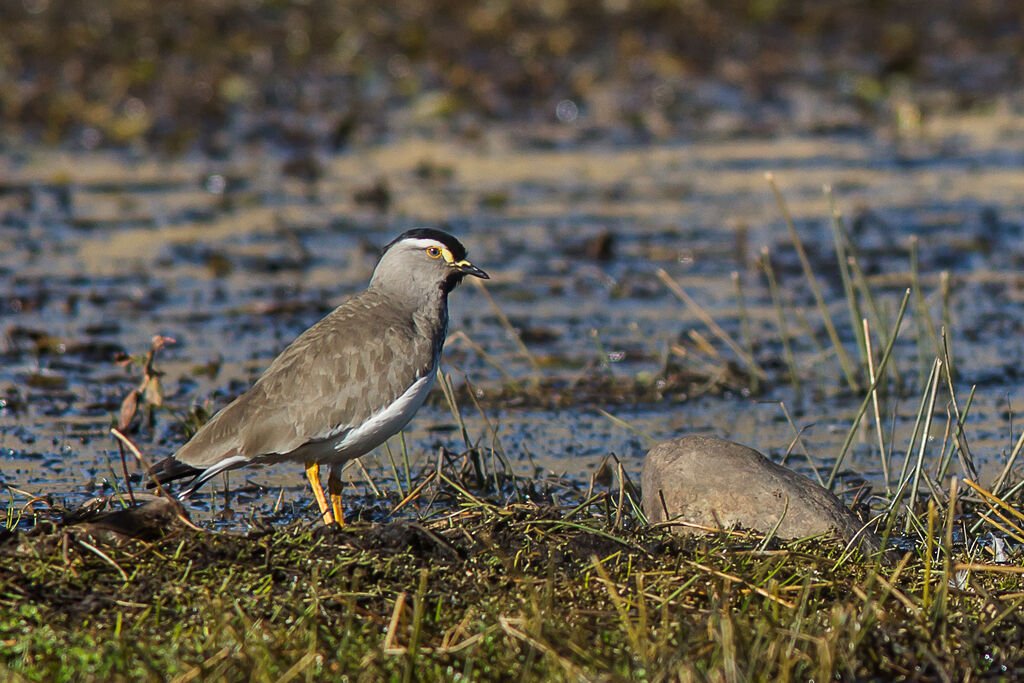 Spot-breasted Lapwing