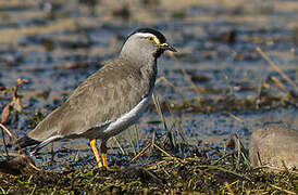 Spot-breasted Lapwing