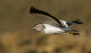 Spot-breasted Lapwing