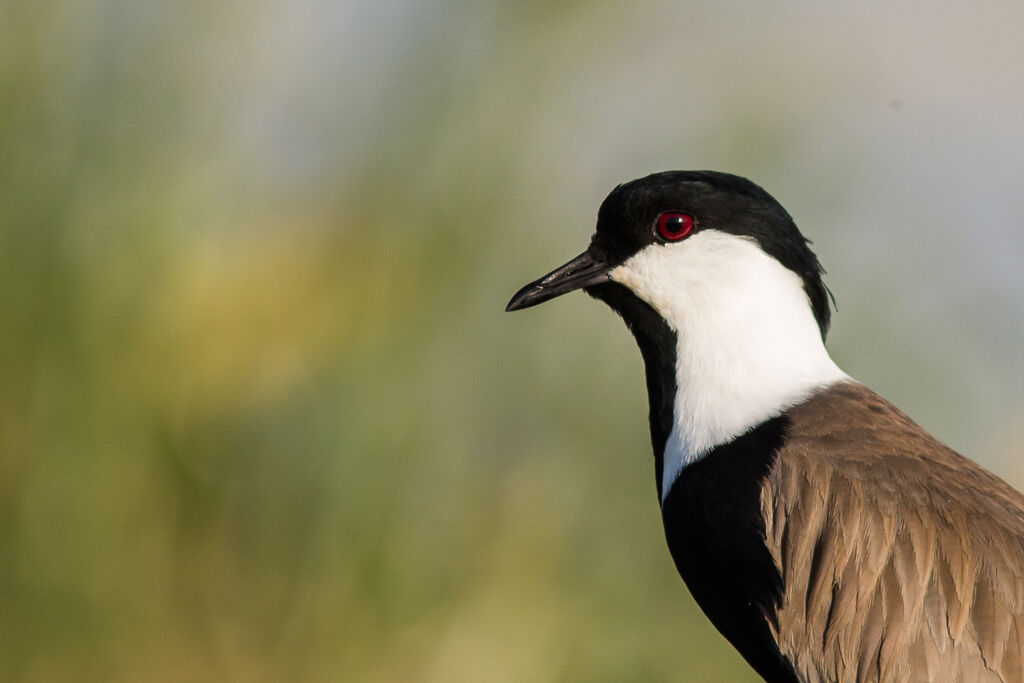 Spur-winged Lapwing