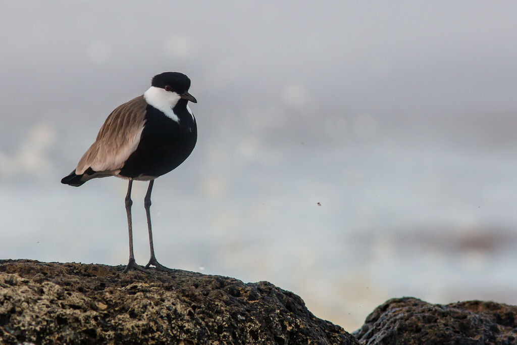 Spur-winged Lapwing