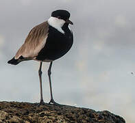 Spur-winged Lapwing