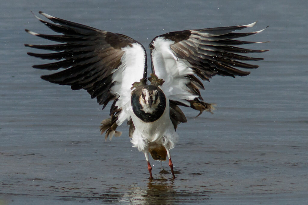 Northern Lapwing, identification, close-up portrait