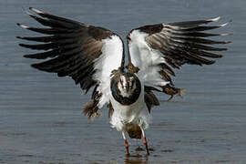 Northern Lapwing