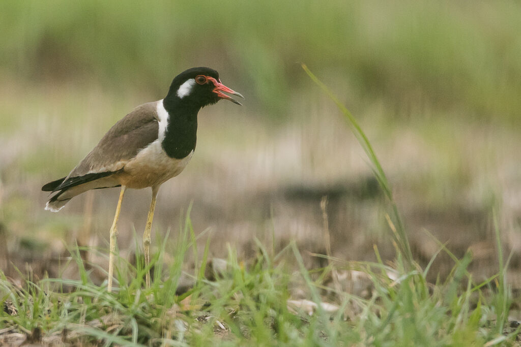 Red-wattled Lapwing, identification, close-up portrait, walking