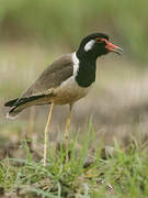 Red-wattled Lapwing