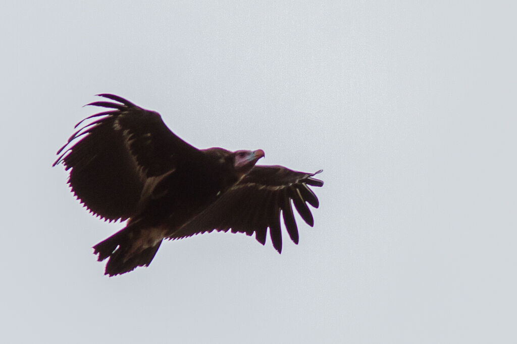 Vautour à tête blanche