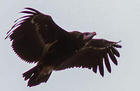 White-headed Vulture