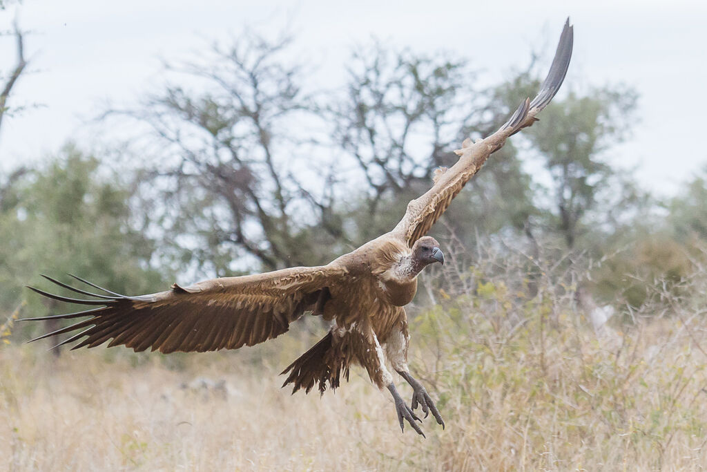 White-backed Vulture