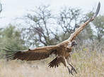 Vautour africain