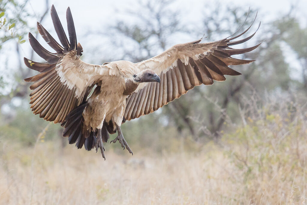 White-backed Vulture