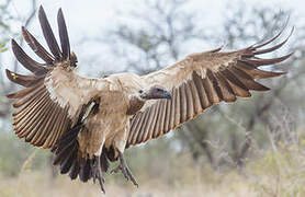 White-backed Vulture