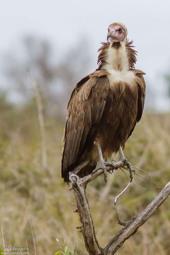 Hooded Vultureadult, close-up portrait, Behaviour