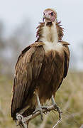 Hooded Vulture