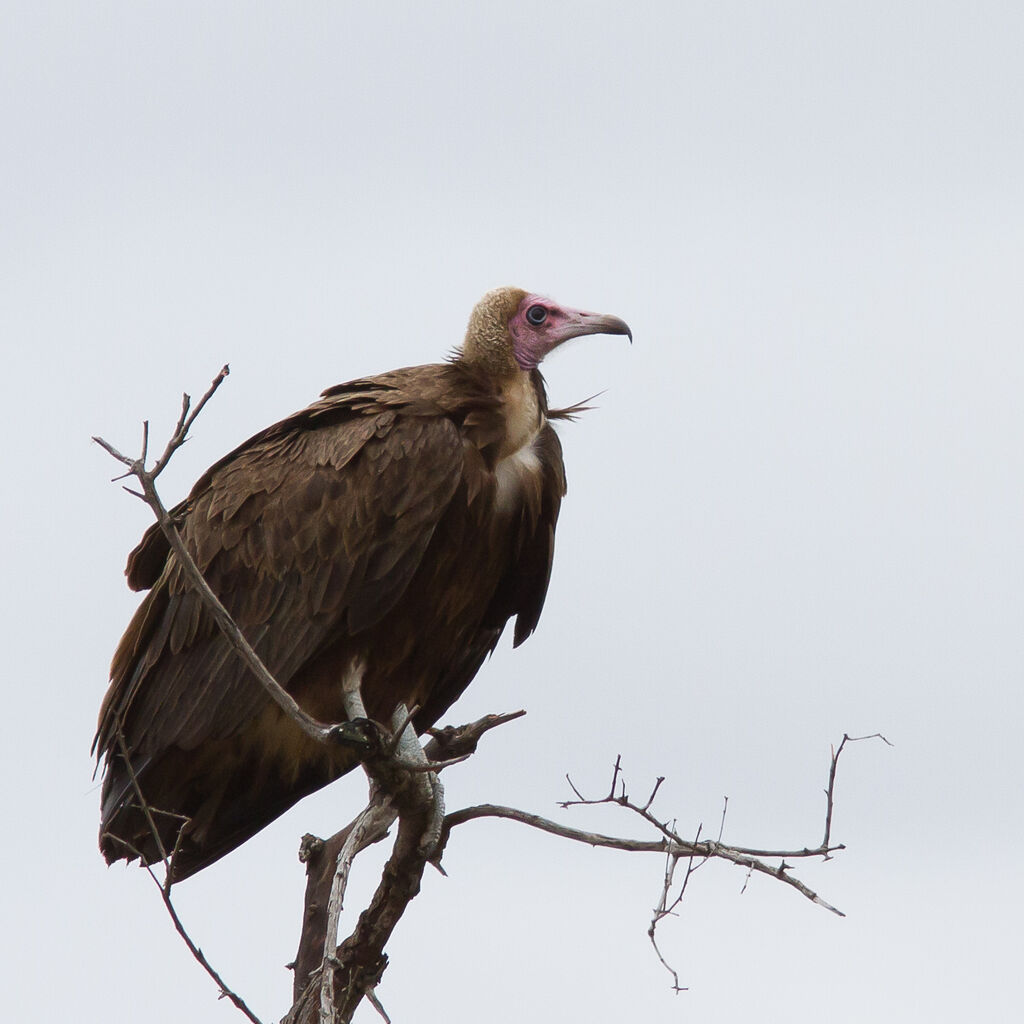 Vautour charognard