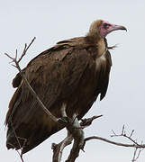 Hooded Vulture