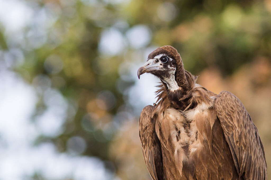 Hooded Vulture