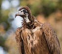 Vautour charognard