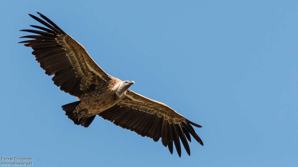 Rüppell's Vultureadult, Flight