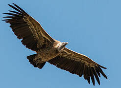 Rüppell's Vulture