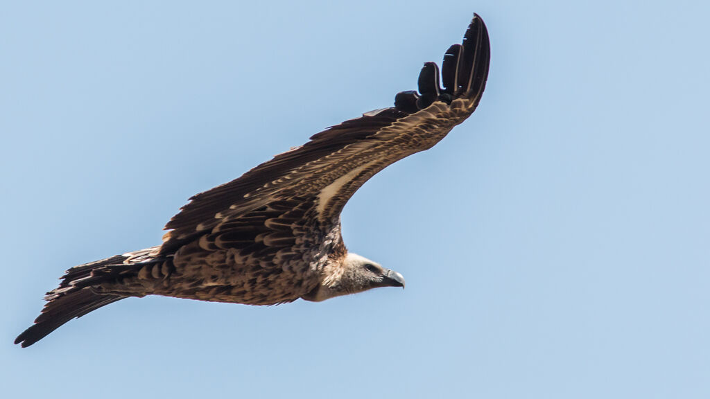 Rüppell's Vulture