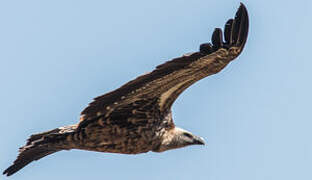 Rüppell's Vulture