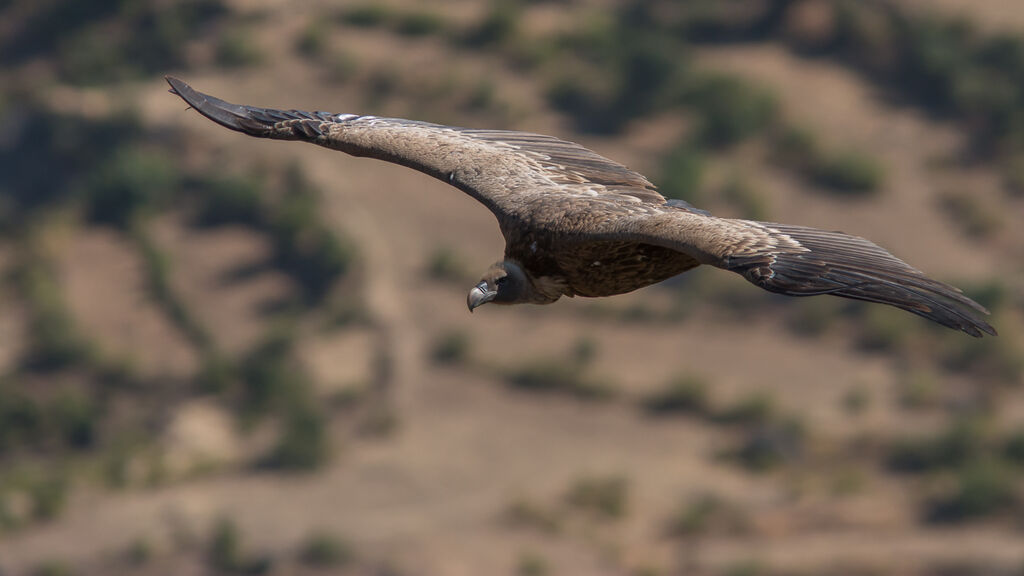 Griffon Vulture