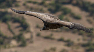 Griffon Vulture