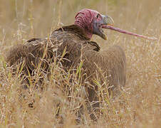 Lappet-faced Vulture