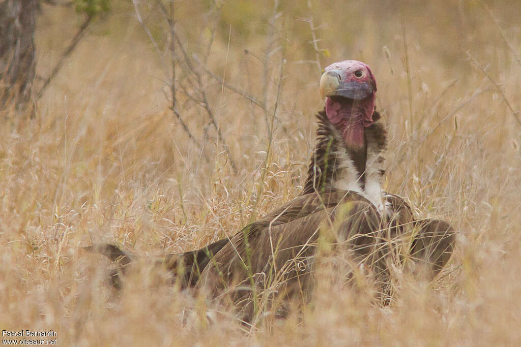 Lappet-faced Vultureadult, close-up portrait