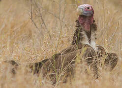 Lappet-faced Vulture