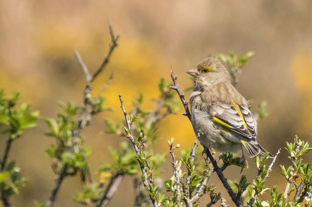 European Greenfinch, close-up portrait