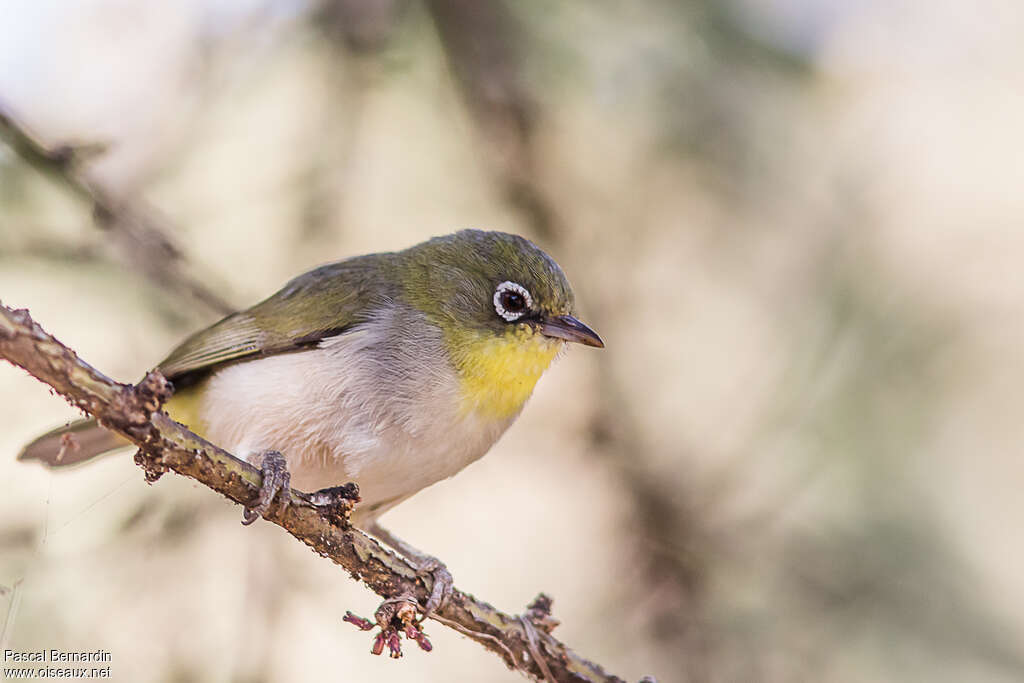 Abyssinian White-eyeadult, identification