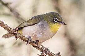 Abyssinian White-eye