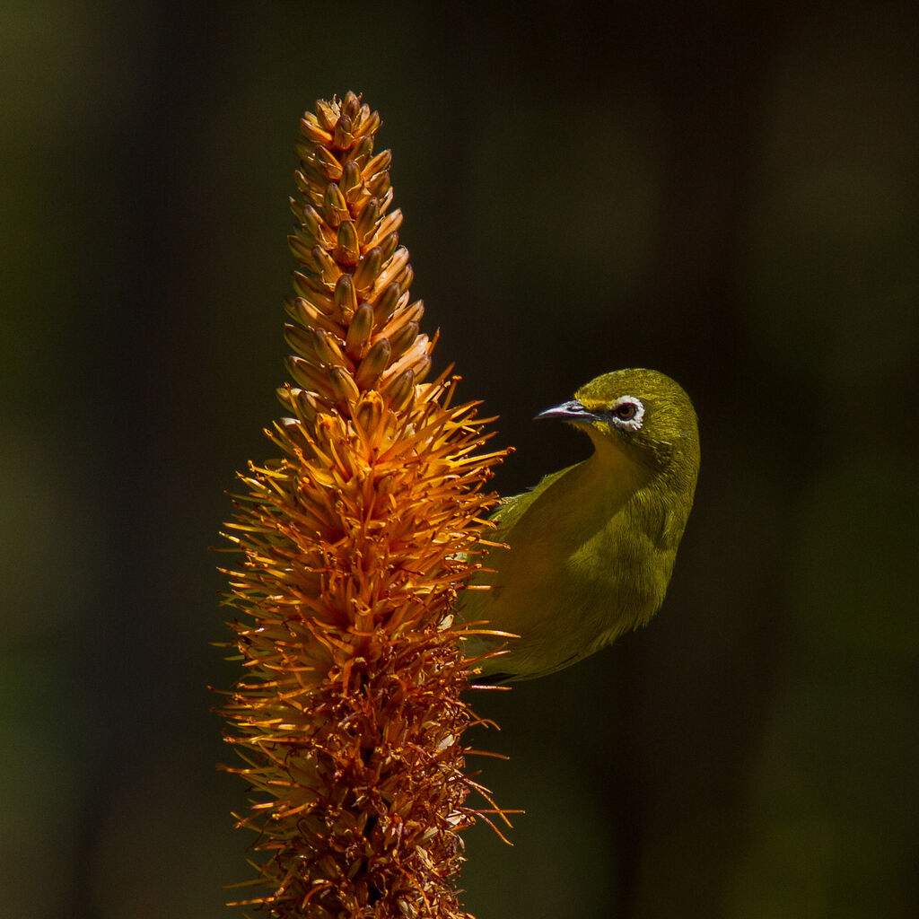 Cape White-eye