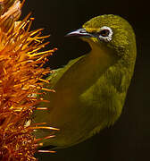 Cape White-eye