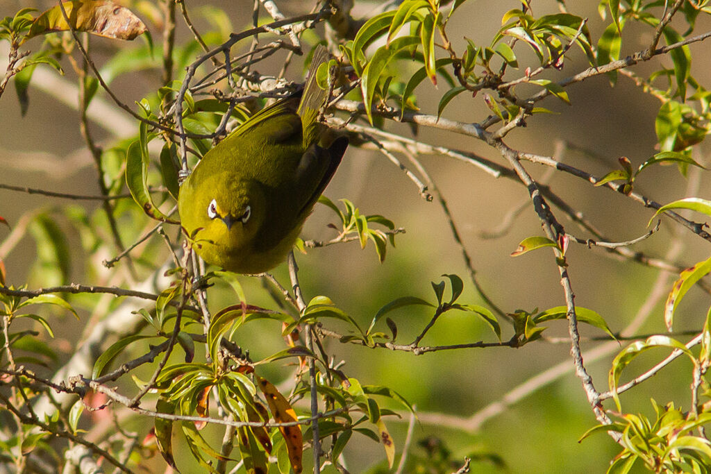 Cape White-eye