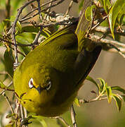 Cape White-eye