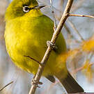 Zostérops jaune du Sud