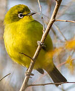 Zostérops jaune du Sud