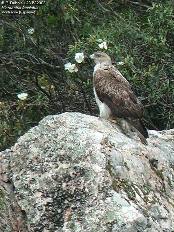 Aigle de Bonelli