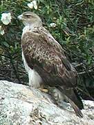 Aigle de Bonelli