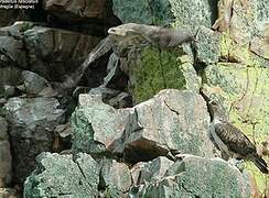 Aigle de Bonelli