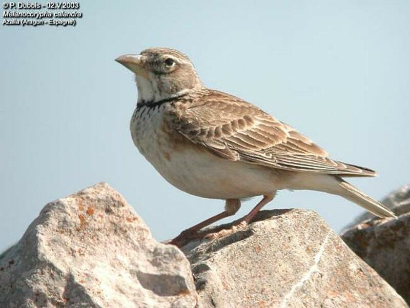 Calandra Lark